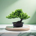 Lifelong Bonsai Plant — Permanent Green Decorative Home Accent
