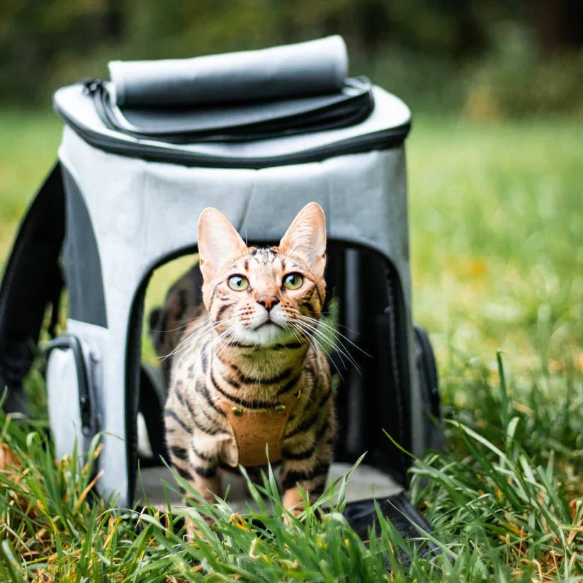 PawVista Cat Backpack — Comfortable Travel Design, Clear Viewing Window