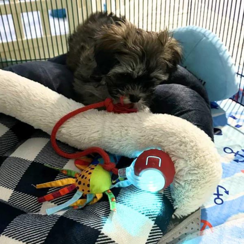 ChewRoll Interactive Pet Roller Toy | ventumra