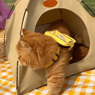 Cooling Cat Tent - CoolCat Retreat | ventumra