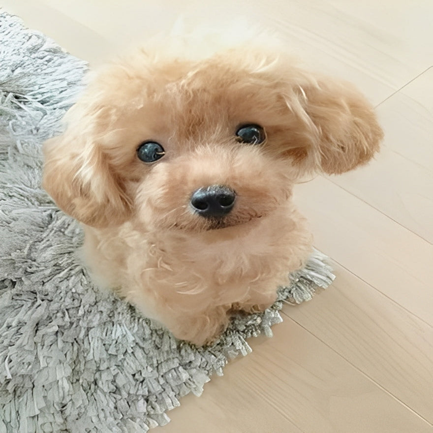 Cuddly Plush Dog Friend — Airbrushed Details & Sculpted Eyes