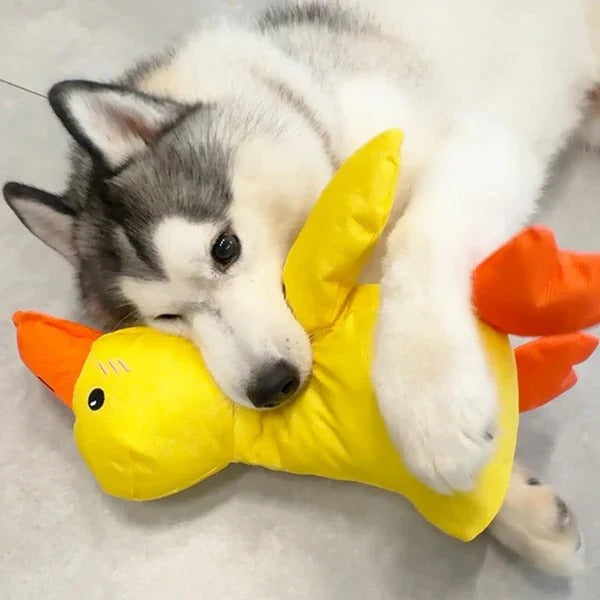 Brinquedo de borracha para cães em forma de pato - costuras reforçadas, vários tamanhos