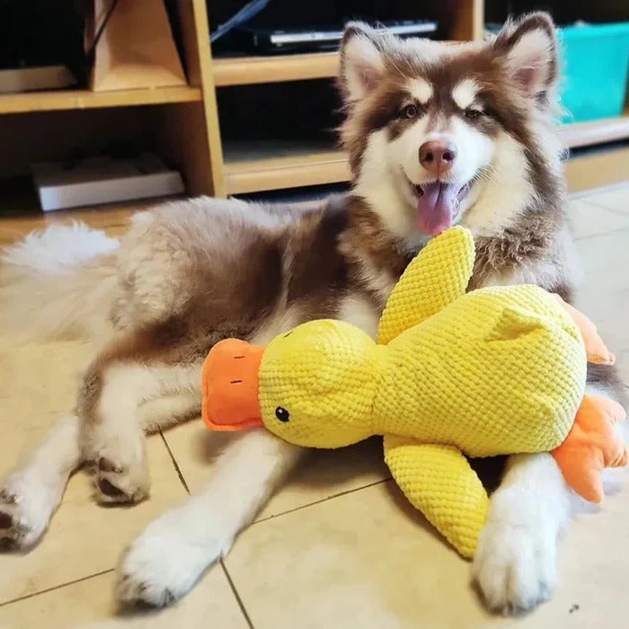 Brinquedo de borracha para cães em forma de pato - costuras reforçadas, vários tamanhos
