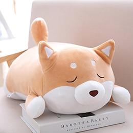 Shiba Inu paffuto | ventumra