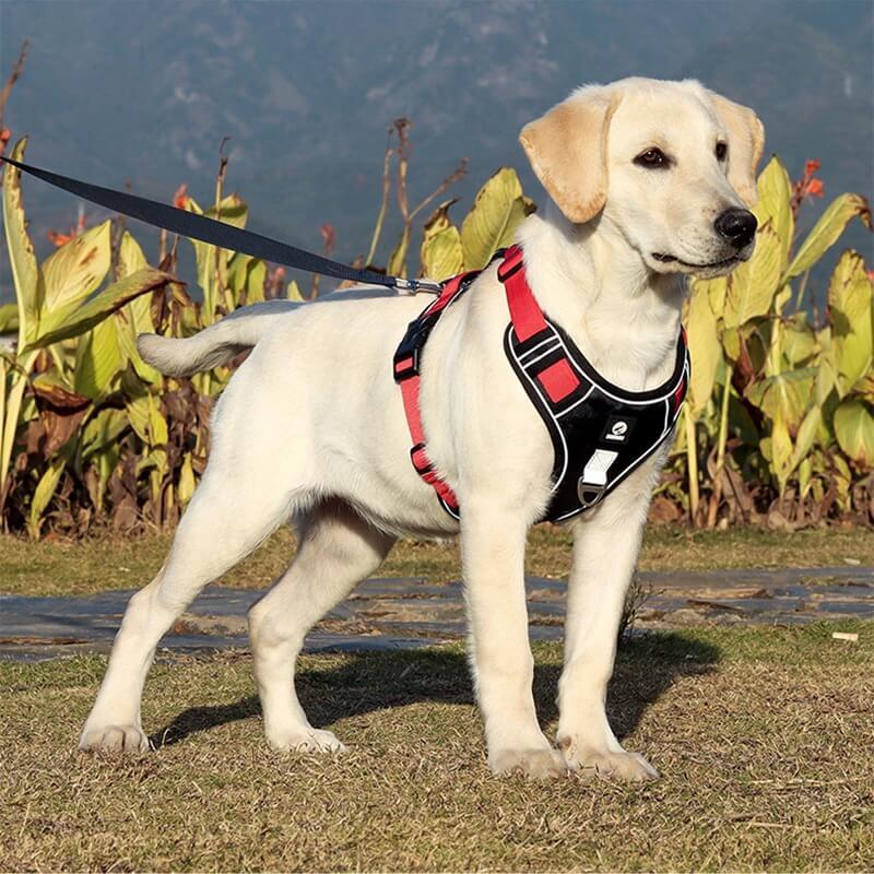 PawsControl - The Ultimate No Pull Dog Harness | ventumra