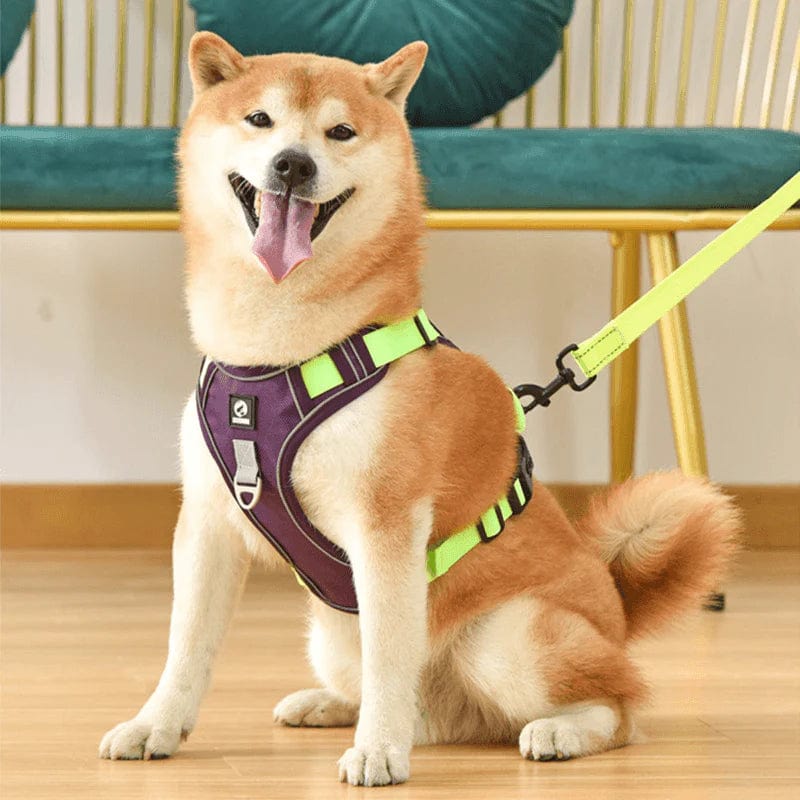 PawsControl - The Ultimate No Pull Dog Harness | ventumra