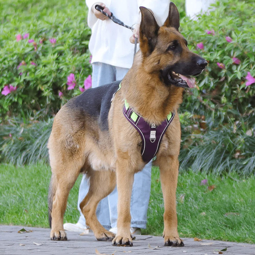 PawsControl - The Ultimate No Pull Dog Harness | ventumra