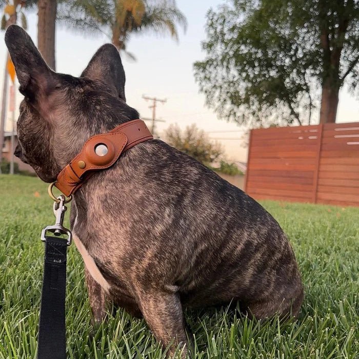SafeTrack • Premium AirTag Dog Collar | ventumra