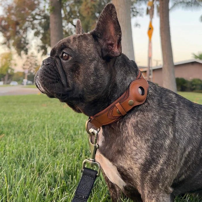SafeTrack • Premium AirTag Dog Collar | ventumra