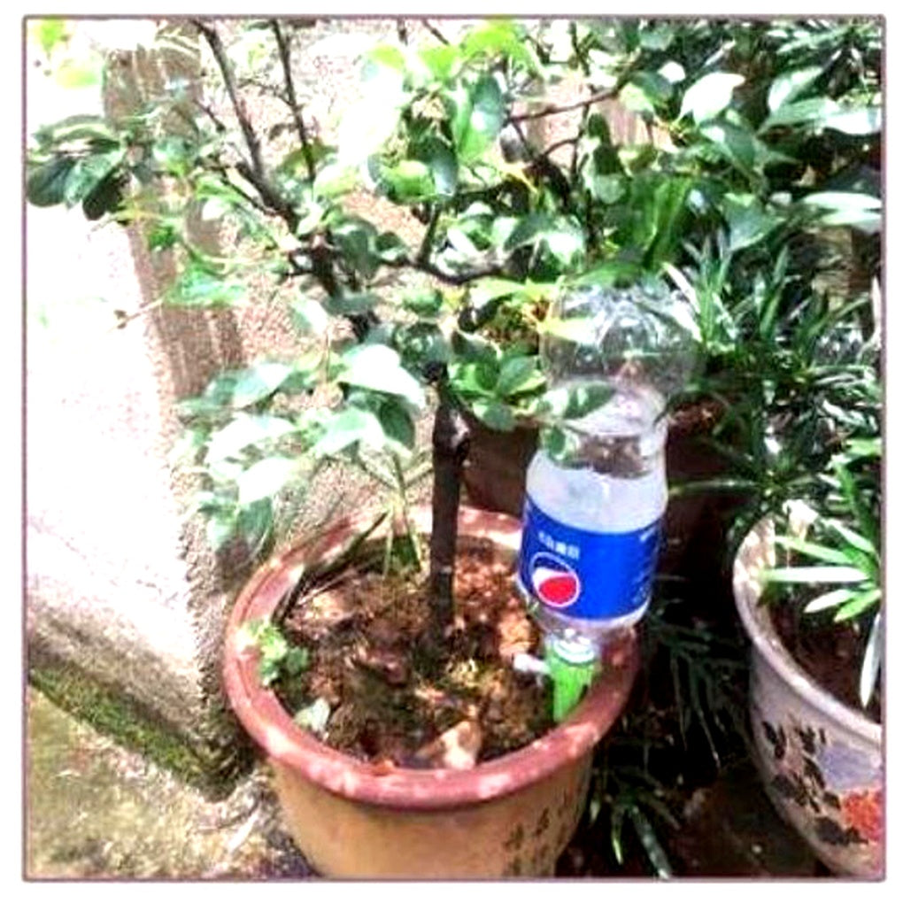 Automatic Plant Watering Spikes – Adjustable Flow Garden Aid | ventumra