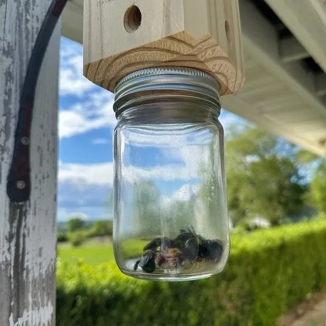 Best Carpenter Bee Trap | ventumra