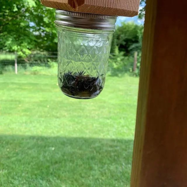 Best Carpenter Bee Trap | ventumra
