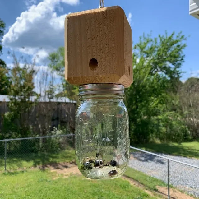 Best Carpenter Bee Trap | ventumra