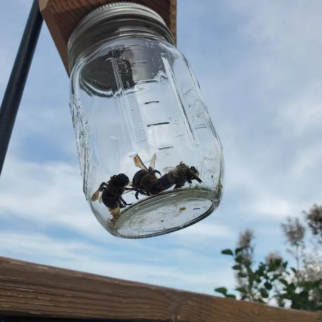 Best Carpenter Bee Trap | ventumra