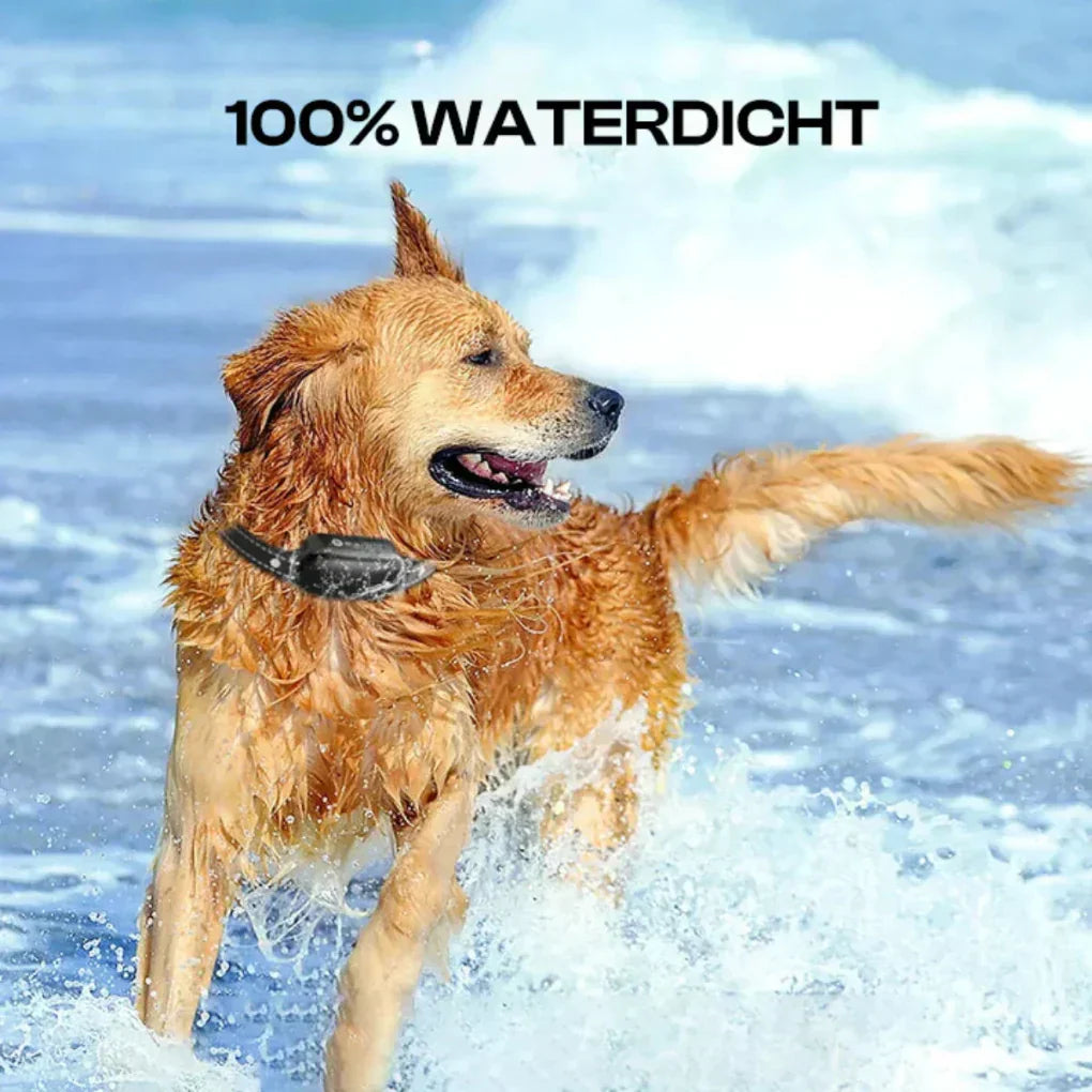 Dog Training Collar with Remote Control | ventumra