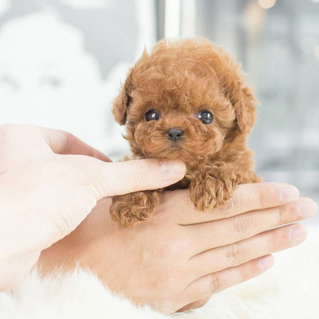 Realistic Interactive Robot Puppy Toy for Children | ventumra