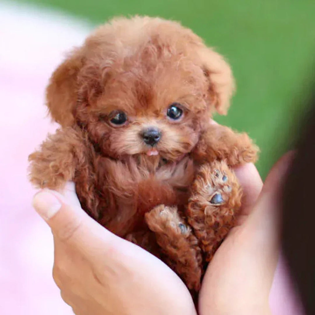 SnugglePup – Realistic Plush Puppy with Lifelike Details | ventumra