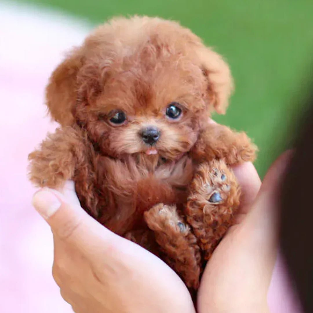 SnugglePup – Realistic Plush Puppy with Lifelike Details | ventumra